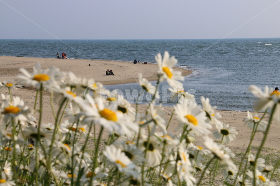 자연,풍경,다대포해수욕장,바닷가,모래,데이지,꽃,해변,바다,beach,sea,식물,자연,plants,nature,꽃,flower
