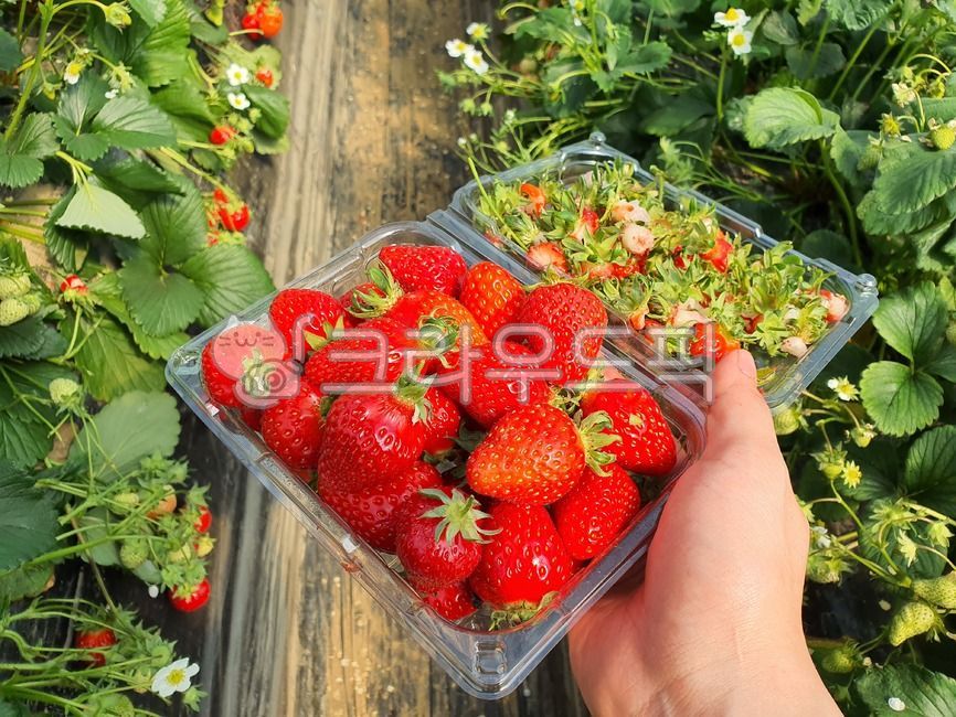 딸기체험, 딸기따기, 딸기따기체험, 딸기밭, 과일, 사진,이미지,일러스트,캘리그라피 - sinsy작가