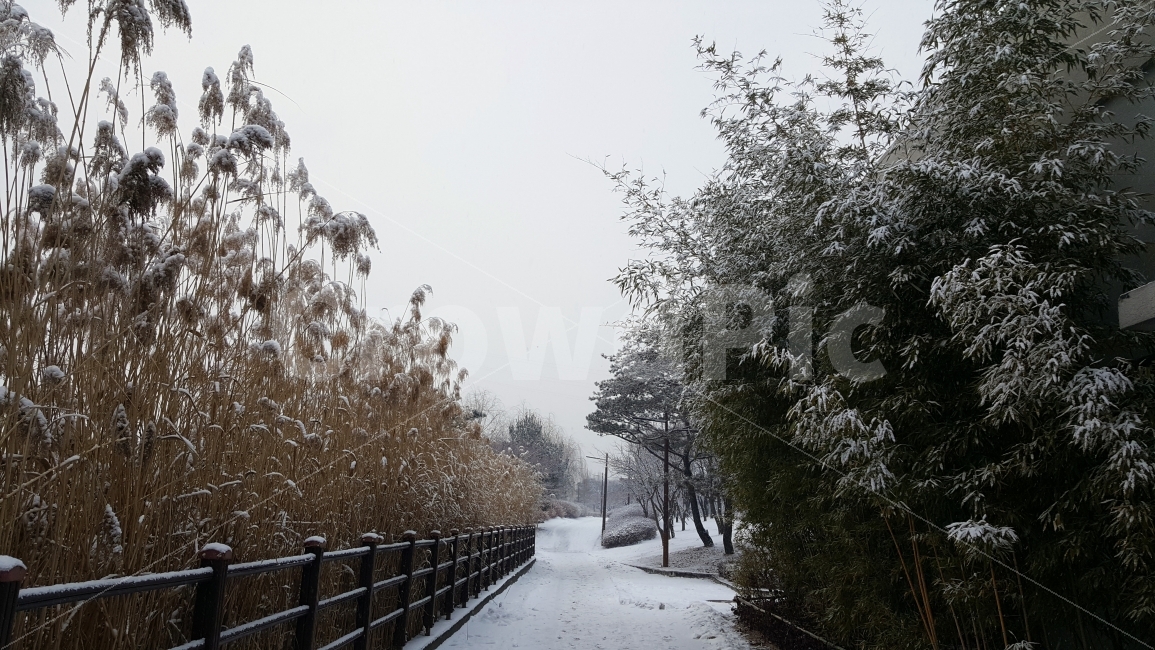 눈,갈대,대나무,눈길,겨울,자연,풍경,nature,landscape,겨울,계절,winter,season,banister,난간,handrail
