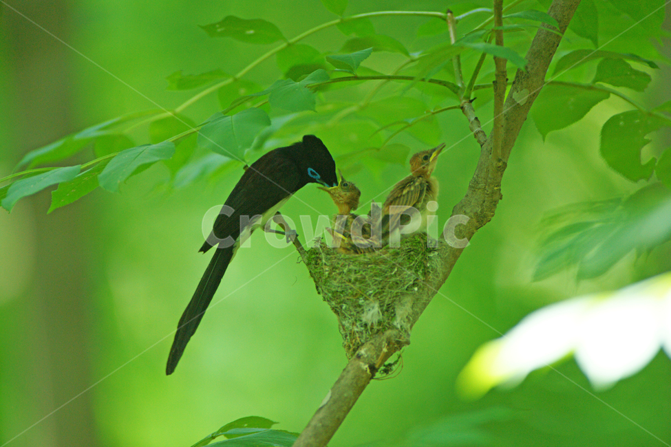 긴꼬리딱새,새,조류,육추,삼광조,동물,animal,조류,새,birds