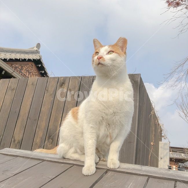 길냥이,애옹,고양이,치즈,하늘,동물,animal,포유류,mammal,고양이,cat,kitten,kitty