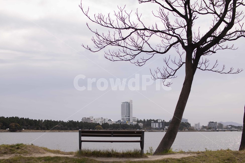 bench,벤치,나무,호수,의자