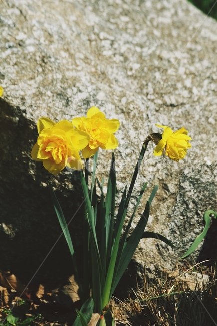 꽃,식물,flower,blossom,plant