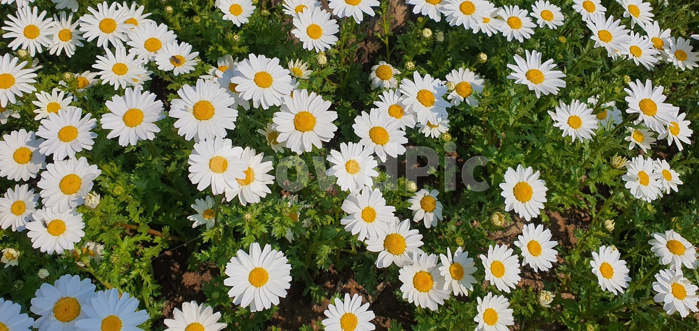 식물,flower,꽃,하얀꽃,푸른잔디,흙
