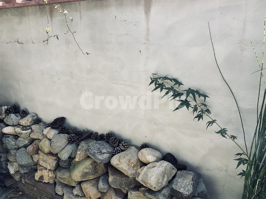 담벼락,담,벽,감성사진,돌담벽,담장,덩쿨,감성,wall,fence