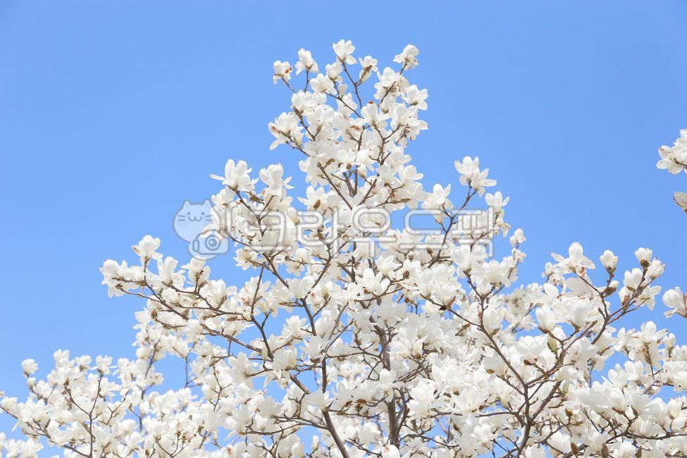 spring flowers,sky,magnolia,blue sky,plant,magnolia tree,magnolia flower,flower