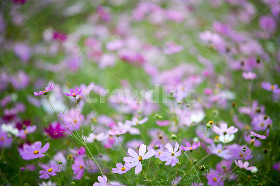 plant,식물,flower,꽃,blossom,코스모스,cosmos,가을,계절,fall,autumn,season,식물,자연,plants,nature,꽃,flower,spring,봄,geranium,제라늄,outdoors,옥외,grassland,목초지,field,들