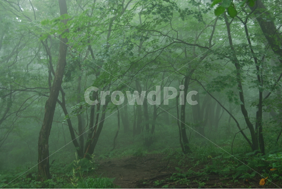 tree,fog,summer,nature,안개,자연,풍경,nature,landscape,weather,날씨,outdoors,옥외