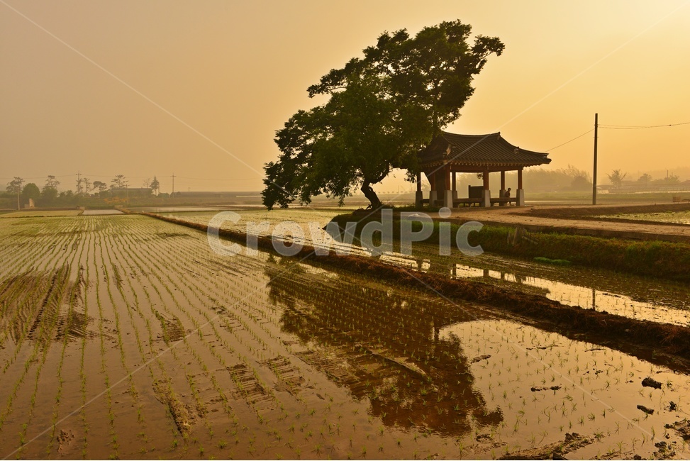 landscape,경치,nature,자연,outdoors,옥외,scenery,풍경,나주,남평,들녁,벼농사,논,물,농업,농사,경작,영농,시골,마을,풍경,landscape,country,rural,town