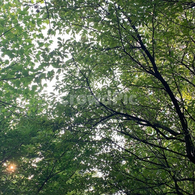 자연,나무,햇빛,뒤뜰,여름,식물,자연,plants,nature,나무,trees,wood