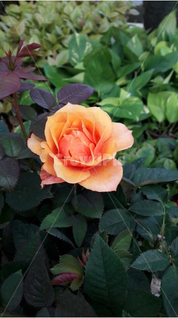 장미,주황장미,꽃,식물,한송이,자연,재배,식물,자연,plants,nature,꽃,flower