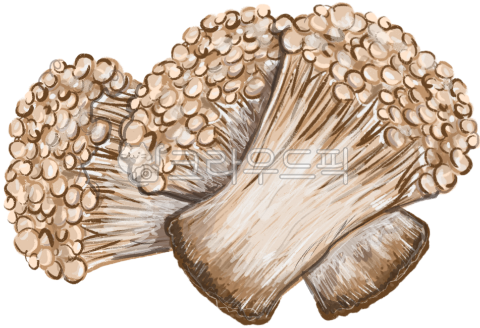 Mushroom,mushroom drawing,enoki mushroom,enoki mushroom drawing,enokimushroom