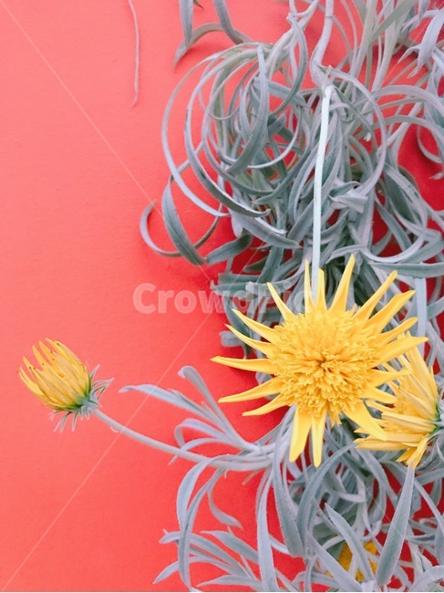꽃,노란색,노란꽃,자연,flower,yellow,yellowflower,nature,꽃,flower
