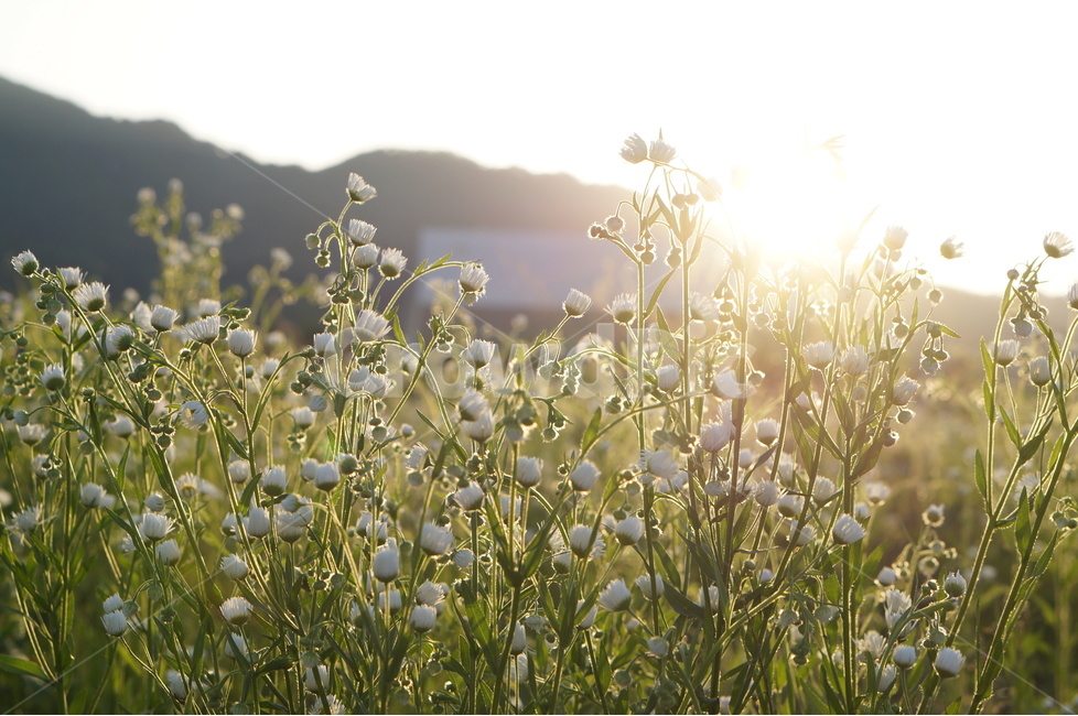 개망초,식물,하얀색,꽃,빛,풍경,식물,자연,plants,nature,꽃,flower