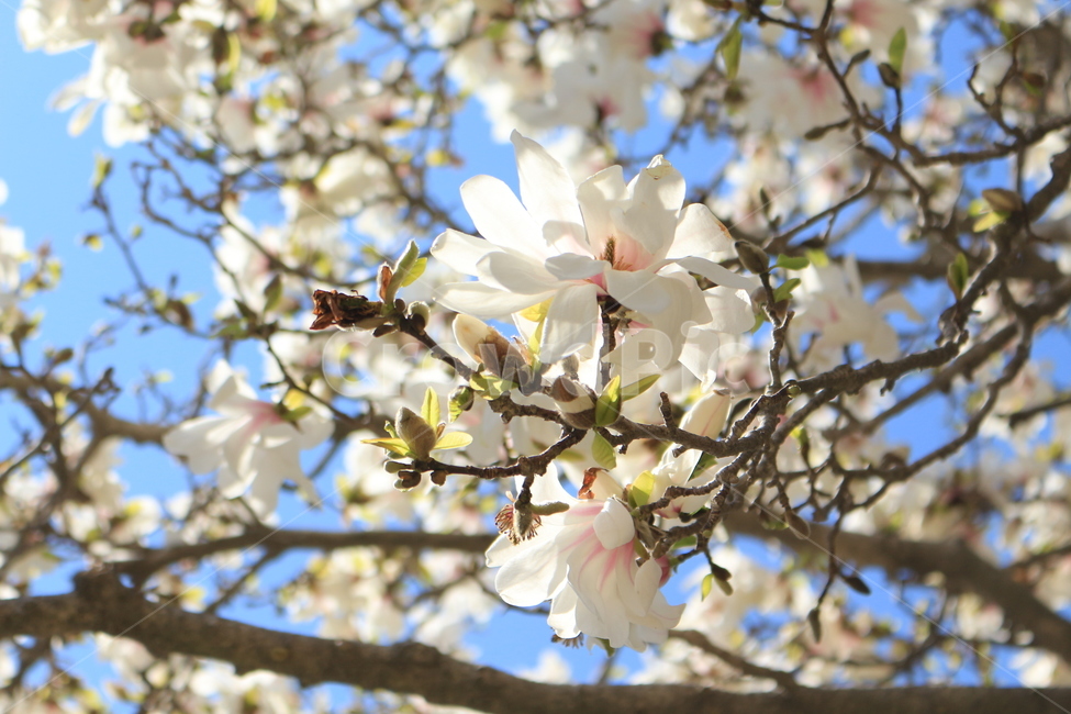 벚꽃,꽃,봄,황령산,산,만개,봄,계절,spring,season,식물,자연,plants,nature,꽃,flower,plant