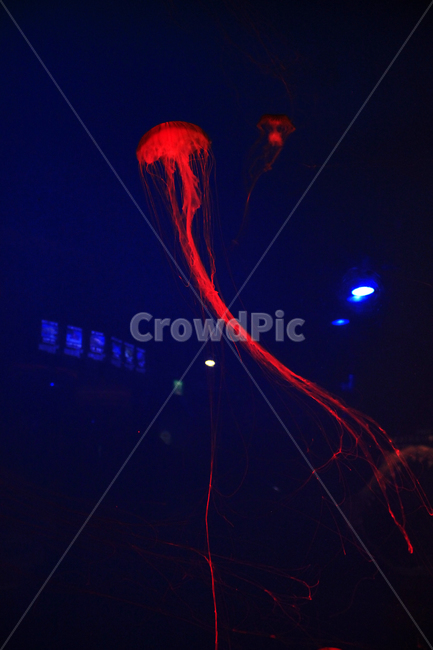 수족관,물고기,동물,해양,생물,심해,바다,sealife,해파리,invertebrate,jellyfish,무척추동물,swimming,aquarium,동물,animal