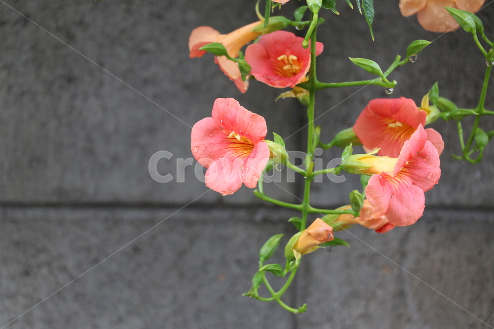 능소화,양반꽃,꽃,여름꽃,덩쿨꽃,식물,자연,plants,nature,꽃,flower