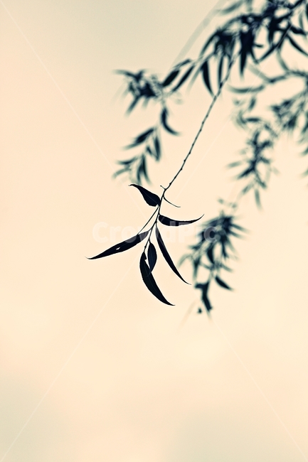 버들잎,버드나무,나무,나무잎,배경,식물,자연,plants,nature