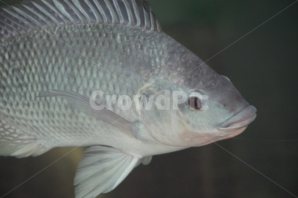 틸라피아,역돔,민물고기,열대어,tilapia,tropicalfish,동물,animal,어류,물고기,fish