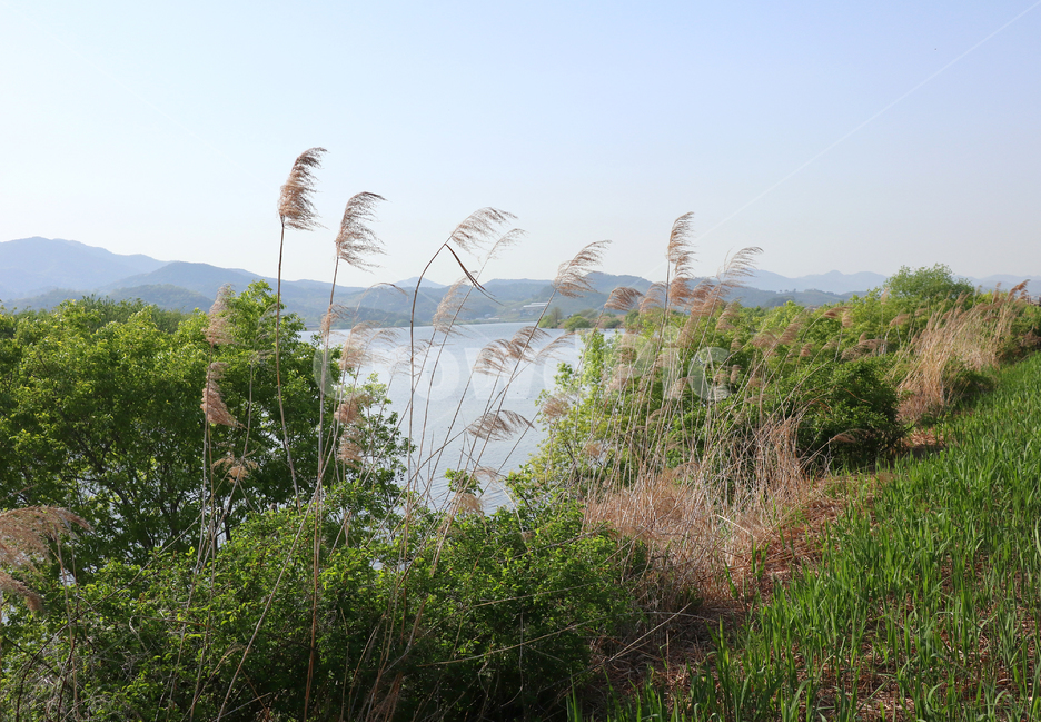 풍경,주남저수지,저수지,갈대,자연,자연,풍경,nature,landscape,grass,잔디,plant,식물,lawn