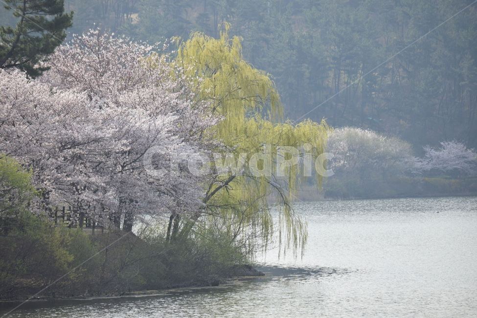 벚꽃,울산,봄,선암호수공원,꽃,봄,계절,spring,season,자연,풍경,nature,landscape,한국자연풍경,한국자연경관,korea nature landscape,plant,식물,tree,나무