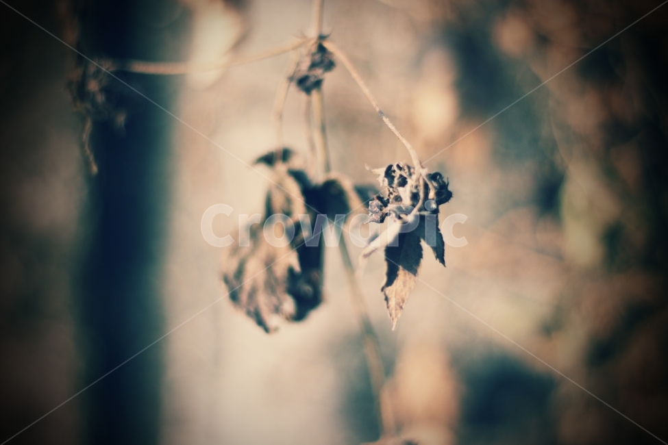 겨울,나뭇잎,나무,일상,여행,식물,자연,plants,nature,감성,sensible,feeling