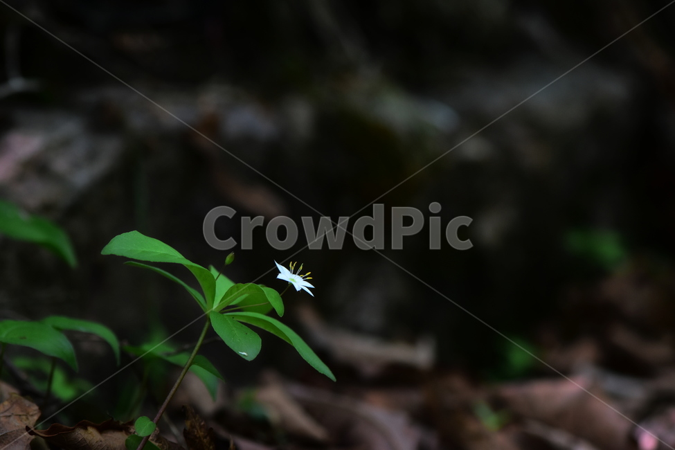 참기생꽃,야생화,식물,자연,생태,꽃,힐링,플라워,wildflower,flower,plants,nature,season,감성,느낌,emotion,feeling,앵초목,앵초과,기생꽃속,여러해살이풀,희귀식물