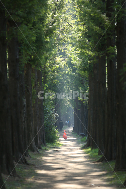 길,메타세콰이어,초록,아침,나무,road,green,tree,morning,sunshine,빛,자연,풍경,nature,landscape,plant,식물