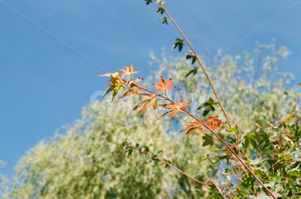단풍,나무,가을,푸른하늘,잎,식물,leaf,plant,자연,가을,계절,fall,autumn,season