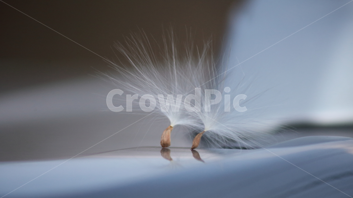 박주가리,씨앗,종자,식물,seed,식물,자연,plants,nature