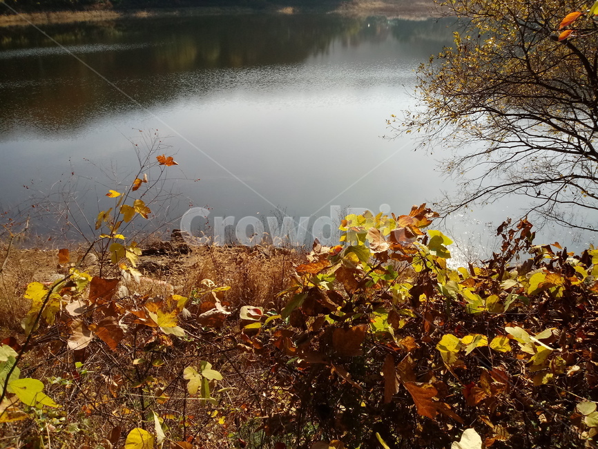 낙엽,단풍,落葉,leaves,나뭇잎,단풍나무,식물,maple,낙엽활엽관목,잎,계절,가을,자연,풍경,outdoors,옥외,fallautumnseason,naturelandscape,풍경사진,물,저수지,호수,가을,계절,fall,autumn,season,leaf,plant,nature,water