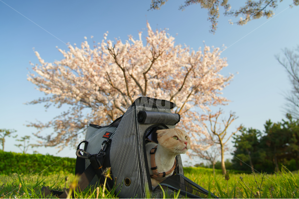cherryblossom,고양이,cat,외출,plant,식물