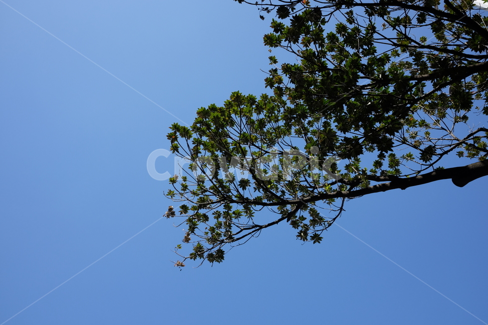 하늘,나무,나뭇잎,배경,자연,제주,맑음,쾌청,식물,자연,plants,nature,나무,trees,wood
