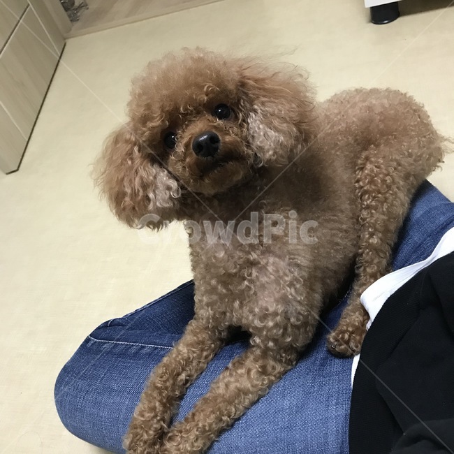 강아지,푸들,puddle,dog,puppy,갈색푸들,반려견,반려동물,사랑,동물,animal,포유류,mammal,개,강아지,dog,doggy