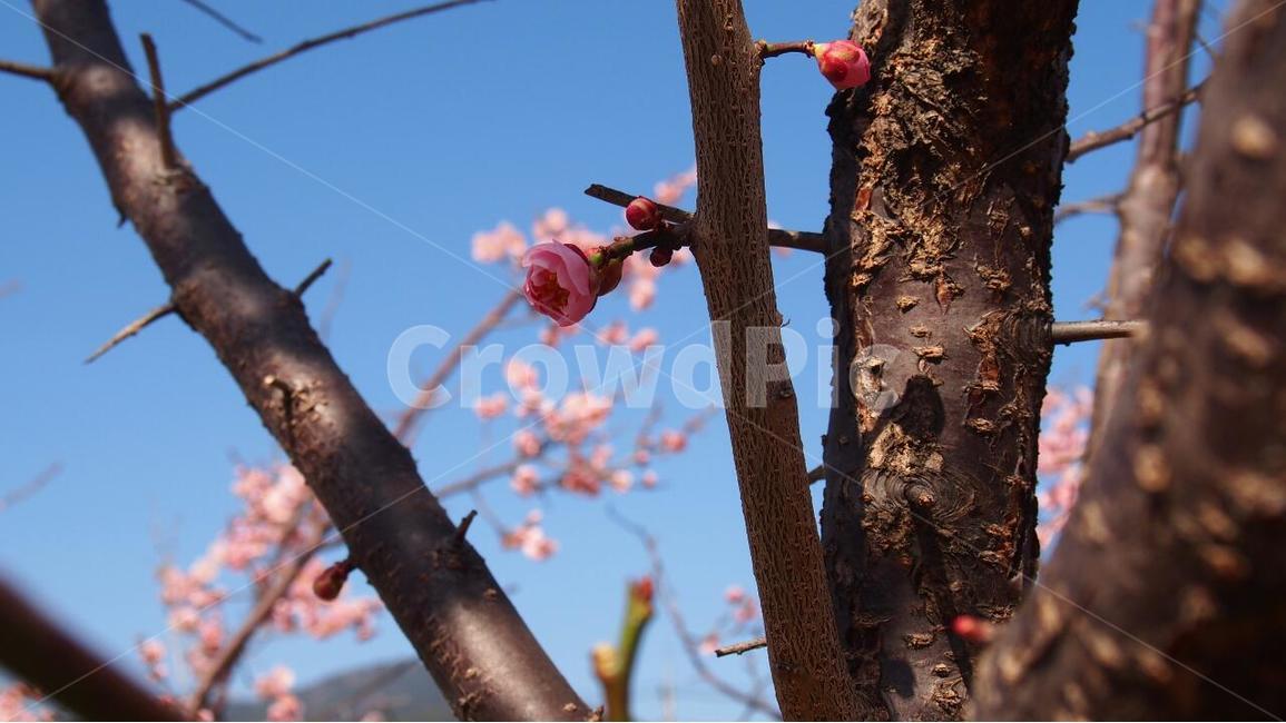 매화,봄꽃,봄봄봄,매화축제,홍매화,봄,계절,spring,season,식물,자연,plants,nature,꽃,flower,plant