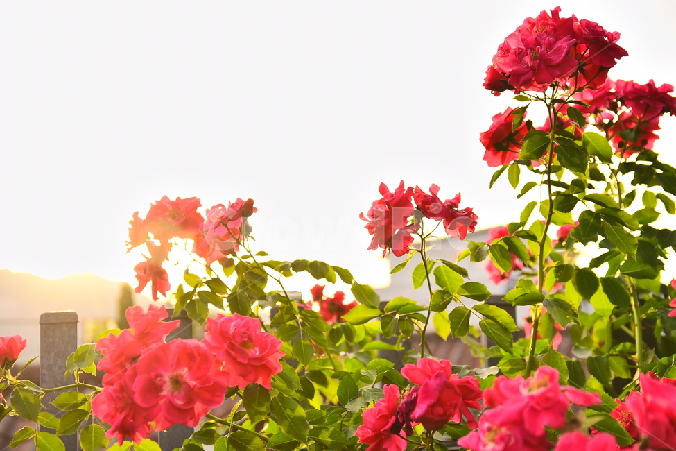 장미,장미꽃,계절,햇살,오후,시즌,꽃,구름,5월,6월,season,rose,flowers,배경,바탕,백그라운드,역광,해질무렵,빨강색