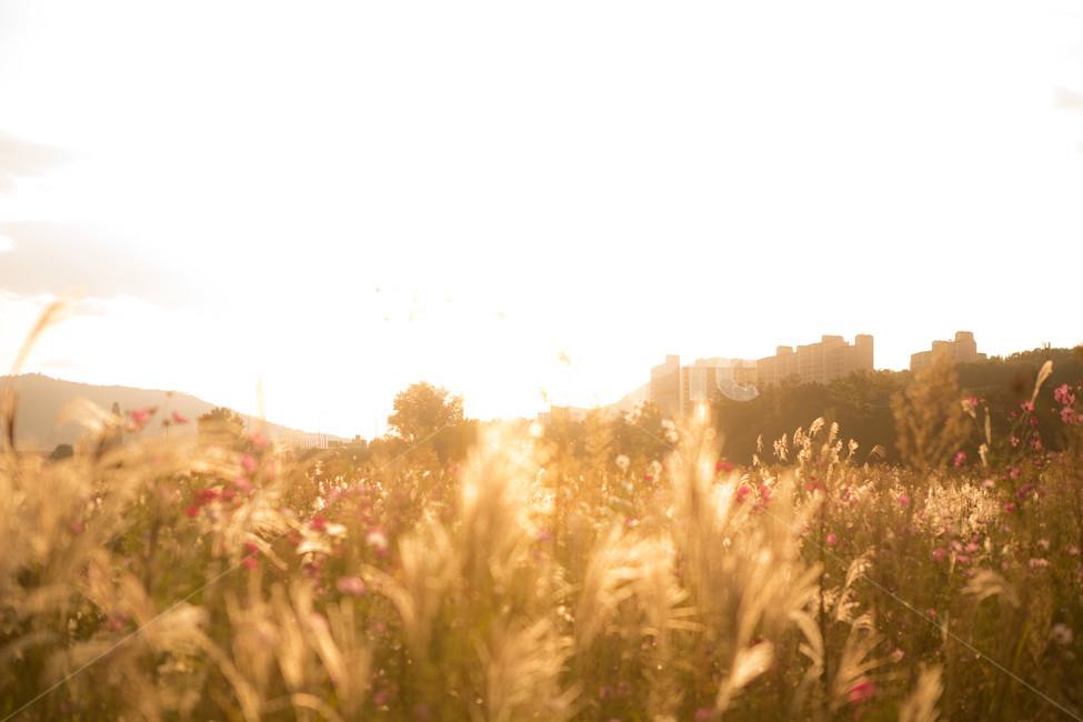 plant,식물,grass,빛,light,flare,플레어,가을,계절,fall,autumn,season,휴식,힐링,rest,relaxation,healing,잔디