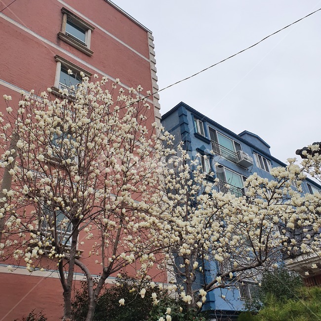 꽃,flower,봄,spring,하늘