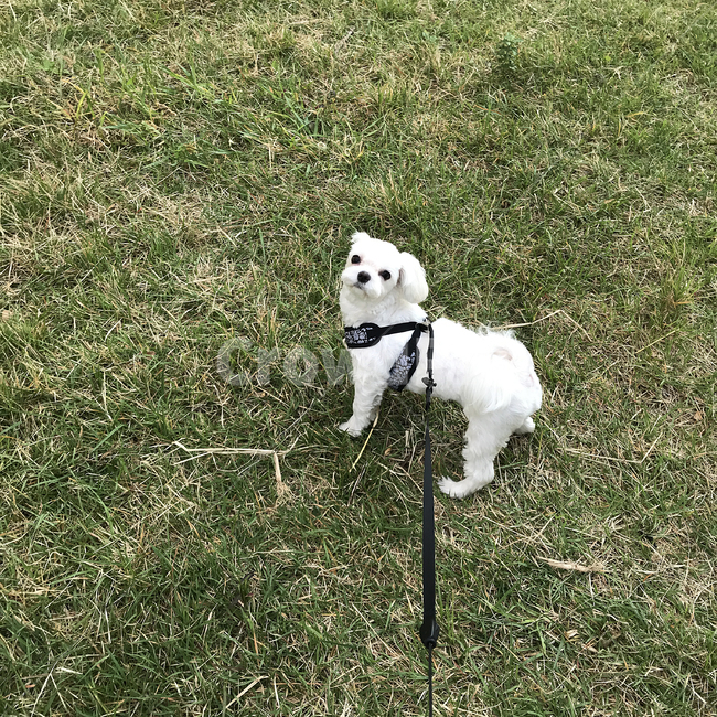 강아지,pet,maltese,화이트,하네스,잔디,산책,park,lovely,cute,사랑스러운,귀여운,소형견