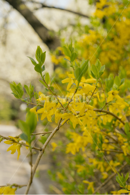 봄,개나리,꽃,벚꽃,flower,yellow,자연,식물,봄,계절,spring,season,식물,자연,plants,nature,꽃,flower,plant,leaf,잎