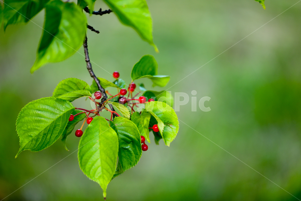 버찌,시화배경,5월,나무,봄,식물,자연,plants,nature,과일,열매,fruit