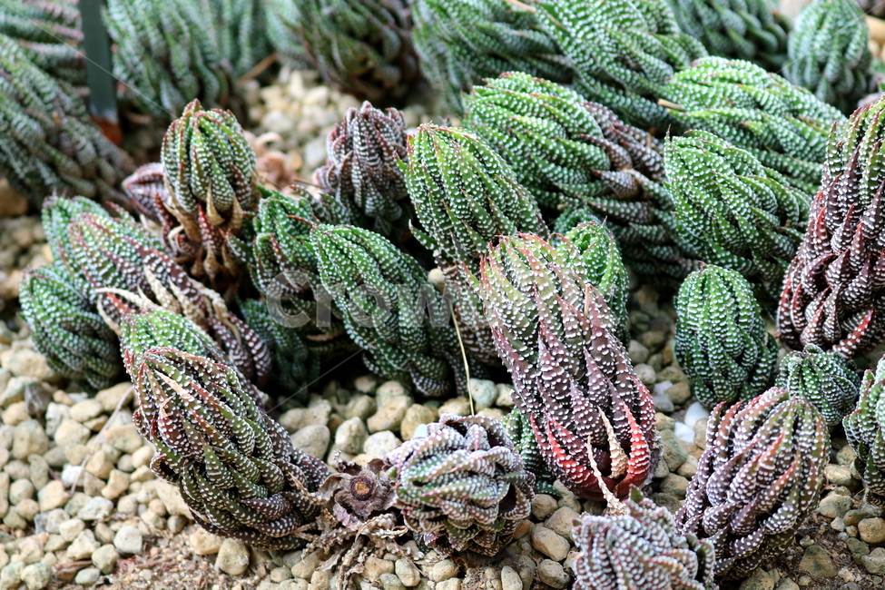 선인장,십이지권,다육식물,식물,자연,식물,자연,plants,nature