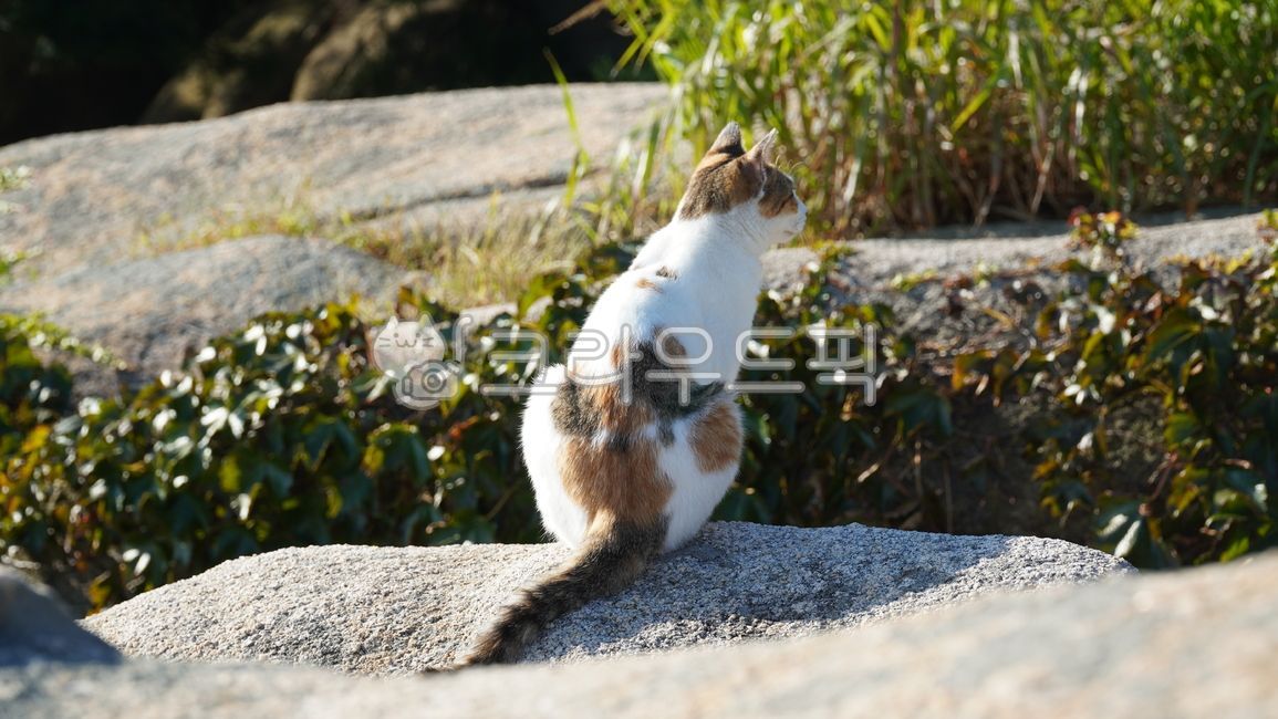 rock,calico cat,cat,backlight,back,wild,mammalia