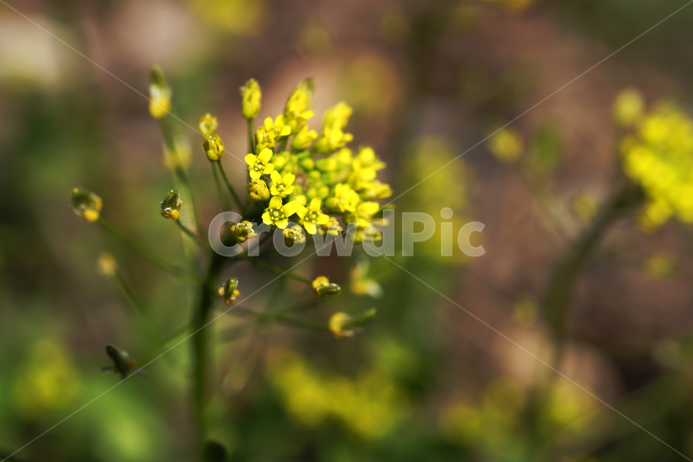 꽃다지,코딱지나물,봄,계절,노란색,십자화과,두해살이풀,drabanemorosa,식물,자연,plants,nature,꽃,flower