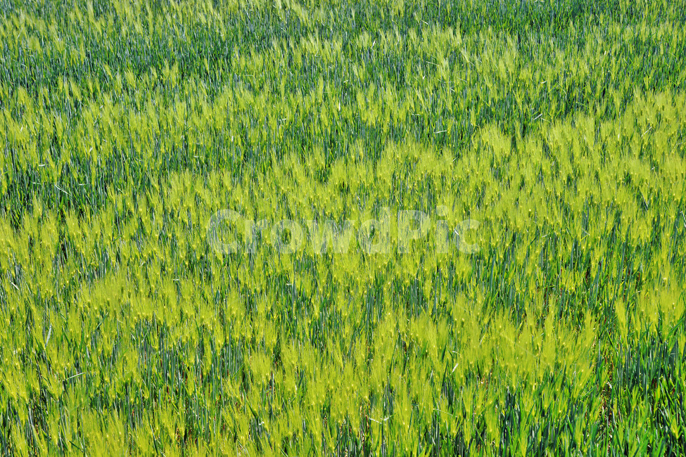 청보리,청보리밭,계절,봄,보리,식물,자연,곡식,식물,자연,plants,nature