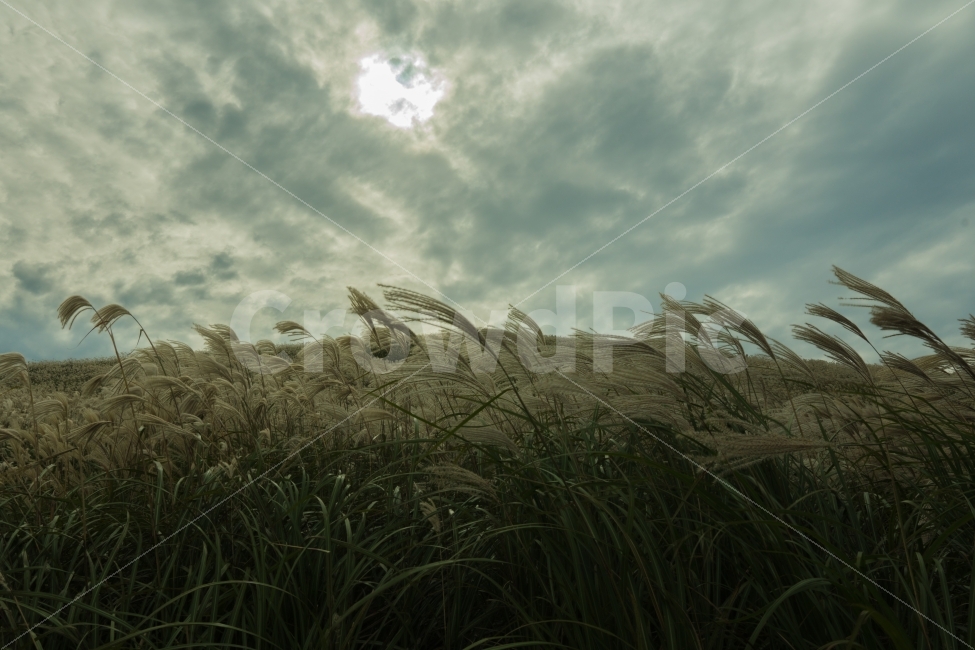 새별오름,자연,제주도,역광,억새밭,억새,가을,계절,fall,autumn,season,자연,풍경,nature,landscape,grass,잔디,plant,식물,lawn,reed,갈대
