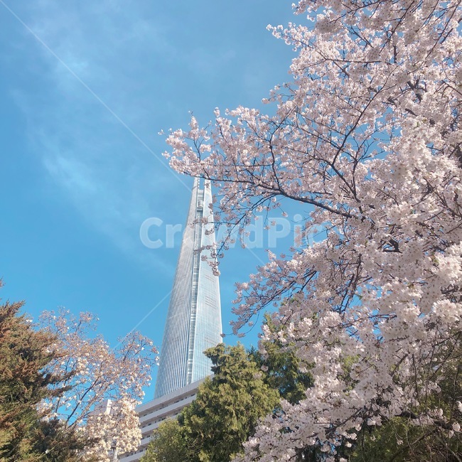 꽃,벚꽃,봄,하늘,제2롯데월드