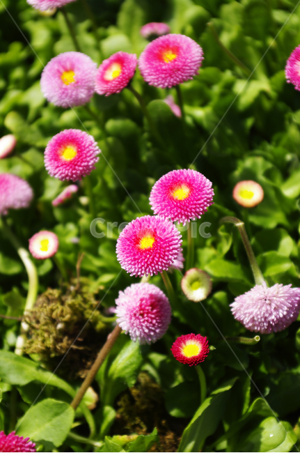 꽃,식물,꽃잎,plant,flower,데이지,식물,자연,plants,nature,꽃,flower