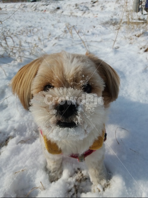 강아지,개,눈,얼굴,겨울,산책,길,정면,겨울,계절,winter,season,동물,animal,포유류,mammal,개,강아지,dog,doggy