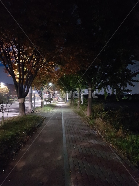 길,가을,나무,단풍,도로,자연,풍경,nature,landscape,야경,밤,nightscape,night,tree,plant,식물